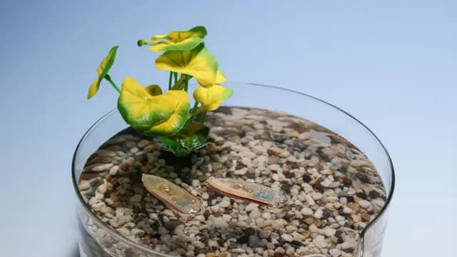 اولین ربات‌های خوراکی برای پاکسازی آب و تغذیه ماهی‌ها ساخته شدند!