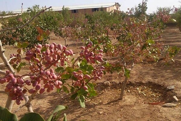 رفسنجان در میان نقاط بحرانی فرونشست زمین در جهان